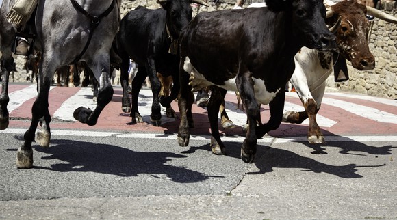 Bulls on the run in the street