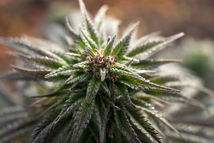 A close-up view of a flowering cannabis plant.