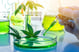 cannabis research