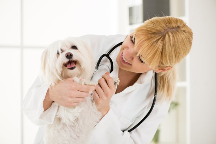 A veterinarian with a stethoscope around her neck examining a small white dog.