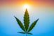 cgc stock canopy earnings marijuana stocks cannabis stocks hemp stocks cbd stocks