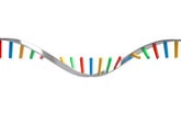 RNA molecule