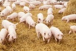 Herd of pigs