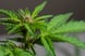 Close up of a flowering marijuana plant