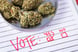 Paper ballot under bowl of cannabis buds