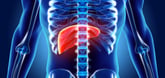 Liver