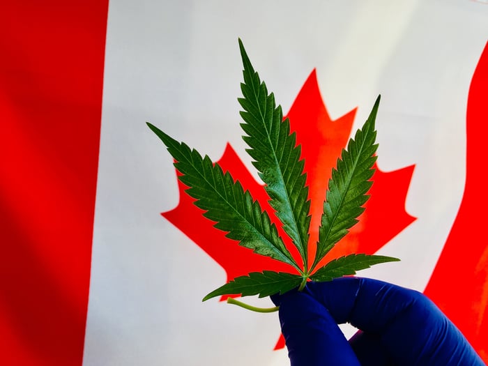 Gloved hand holding marijuana leaf in front of Canadian flag.