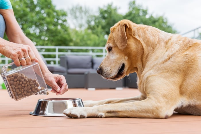 A yellow lab being fed dog food in a silver bowl.