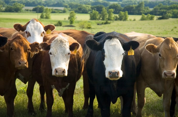 Herd of cows in a field.