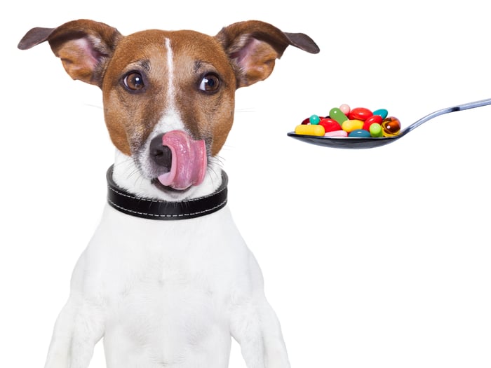 Dog licking his lips while looking at a spoon full of pills