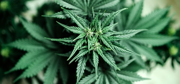 Top view of a cannabis plant.
