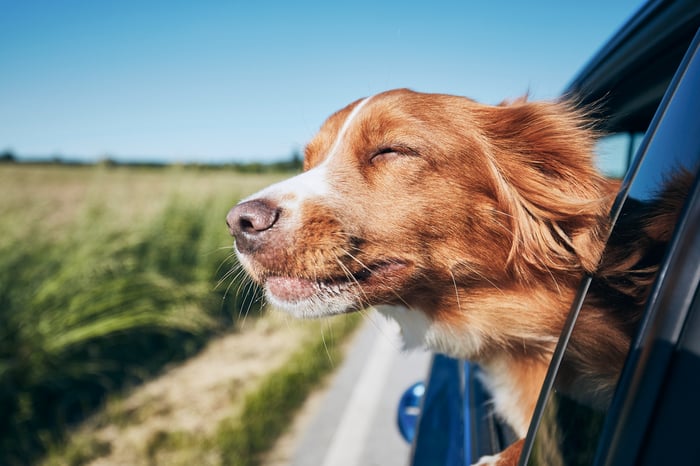 dog riding in car with face out the window