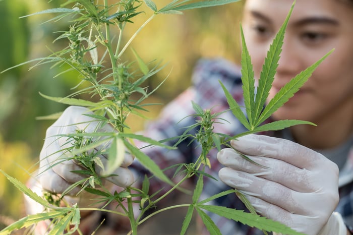 Worker in a hemp field wearing white gloves and checking a plant. 