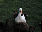 Duck -- GettyImages-465947964