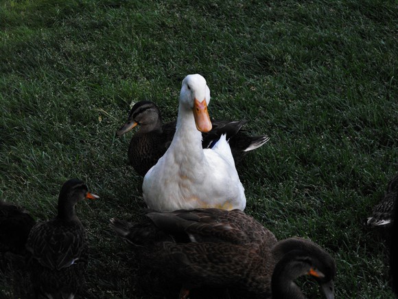 A white duck looks up from inside a ring of younger ducks.