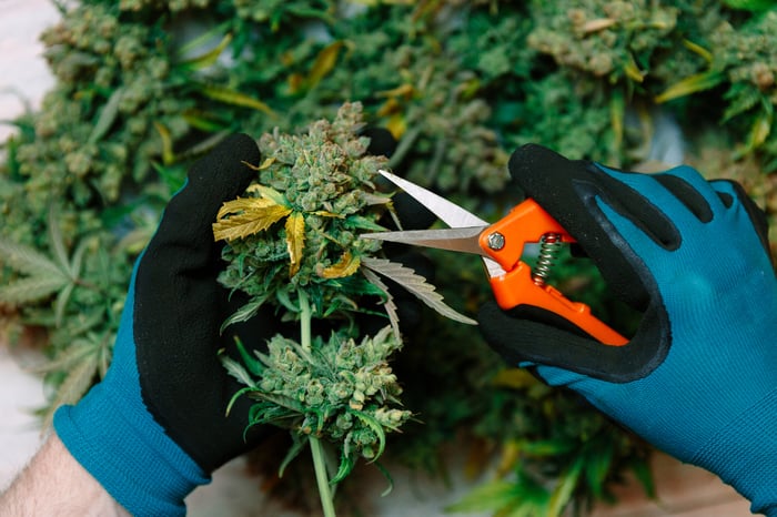 A gloved processor with scissors trimming a cannabis flower. 