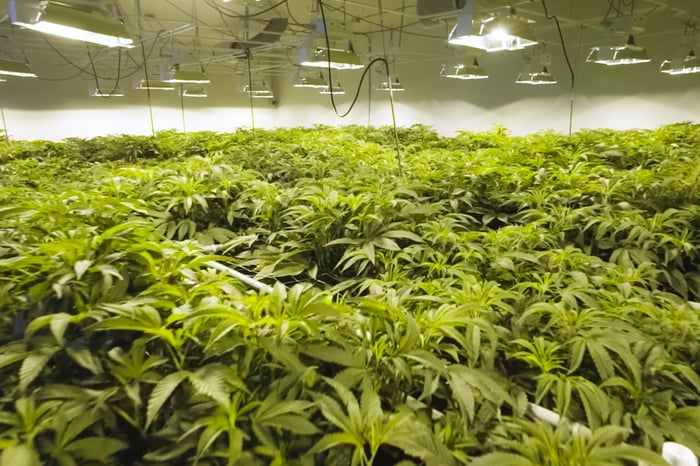 Cannabis plants growing under lights
