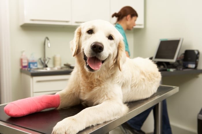 Dog on exam table with pink tape on paw at veterinary office