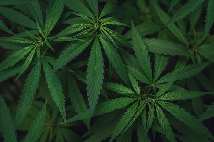 Marijuana leaves
