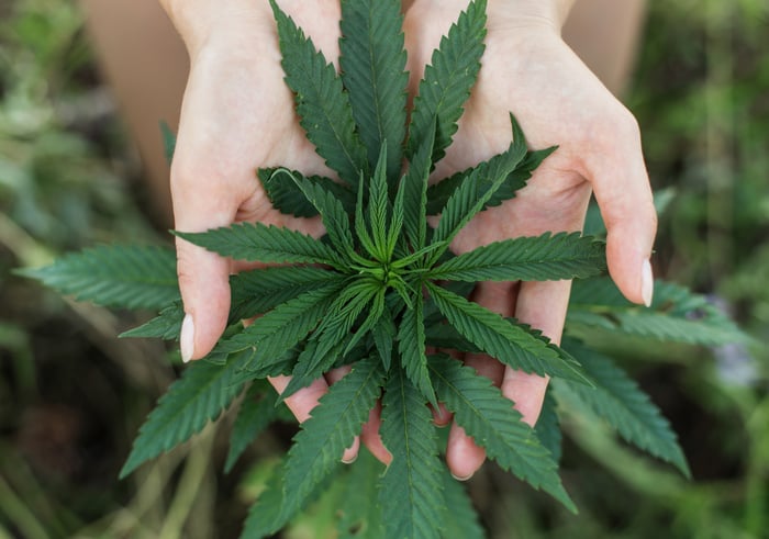 A person holding cannabis leaves in their cupped hands. 