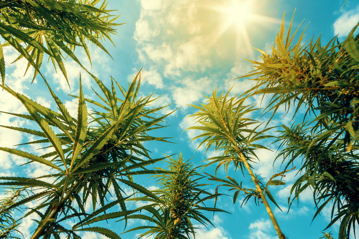 Cannabis plants on a field