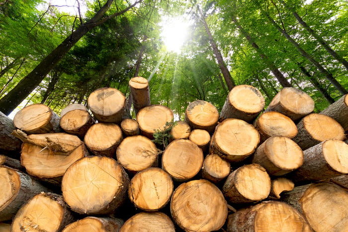 A pile of logs in a forest