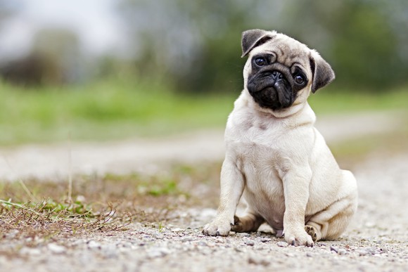 A pug.