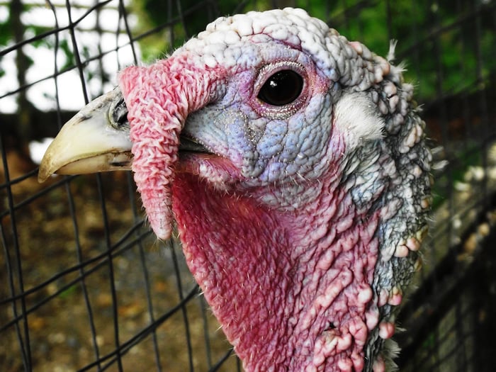 A close-up of a turkey's face in a pen.