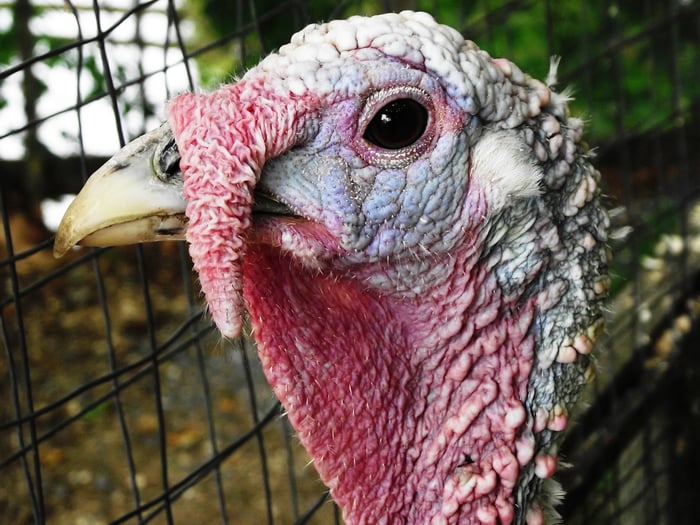 A close-up of a turkey's face in a pen. 