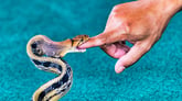 Getty Snake Biting Man's Finger