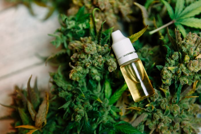 A vial of cannabidiol oil lying atop cannabis flowers. 