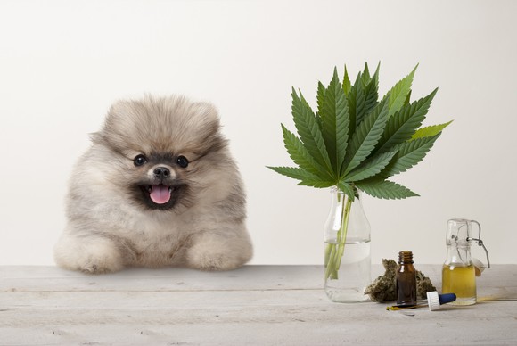 Fluffy dog at a table with marijuana products.