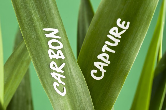 Grass blades with carbon capture written on them.