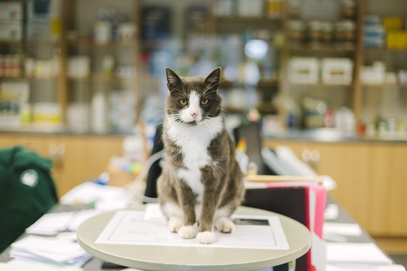 Cat sitting on a scale in a veterinary clinic