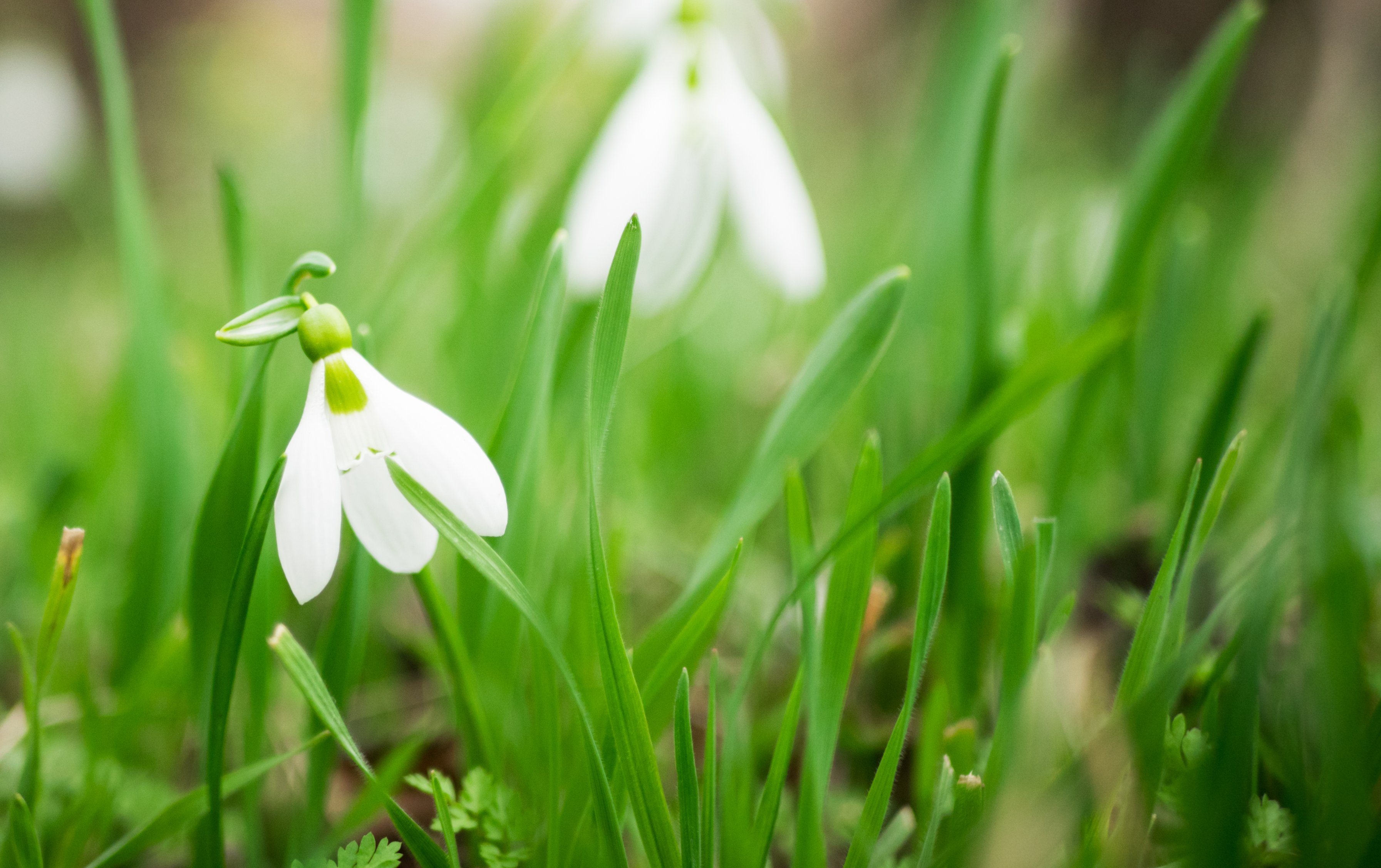 spring green shoots flowers blooming march month getty