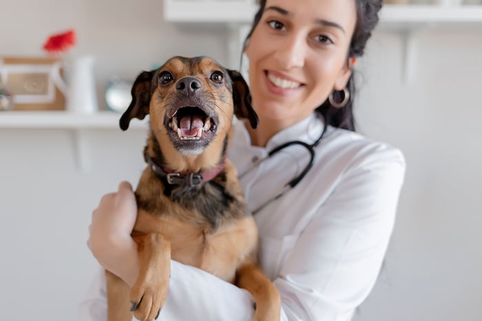 A veterinarian holding a spunky small dog. 