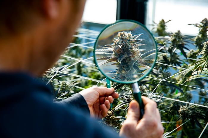 Man inspecting cannabis plant with magnifying glass