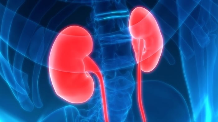 Red-colored human kidneys within blue-colored interior of a human abdomen.