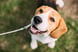 Dogs - pets - english beagle