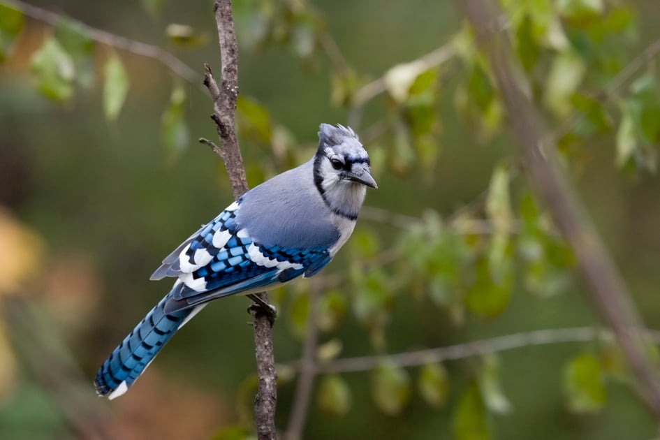 What The Toronto Blue Jays Can Teach About Options Investing The Motley Fool What The Toronto Blue Jays Can Teach About Options Investing The Motley Fool