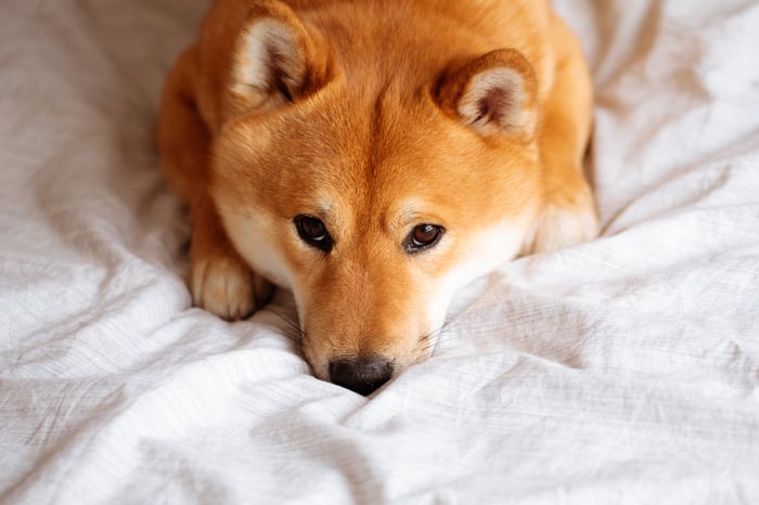 A Shiba Inu dog crouching down on bed sheets.