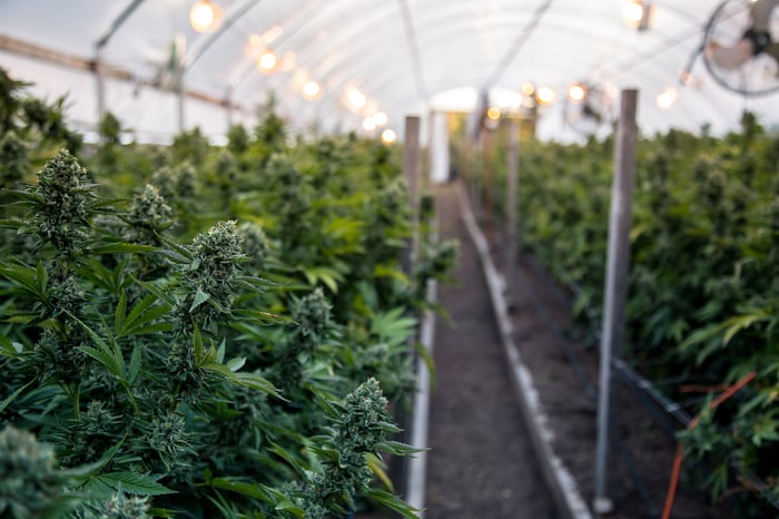 Cannabis plants growing in an indoor cultivation facility. 