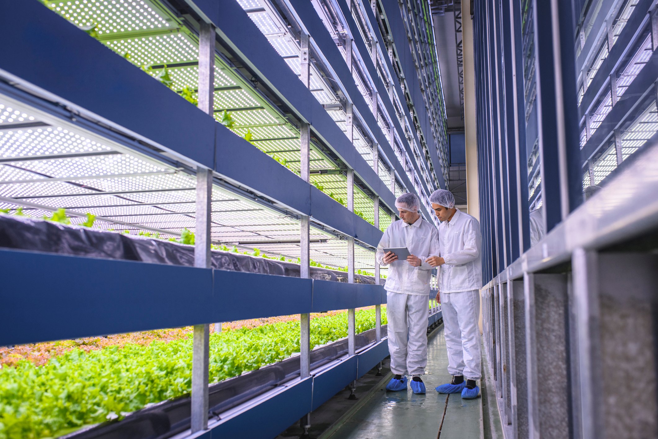 Agri-tech specialists at an indoor vertical farming site.