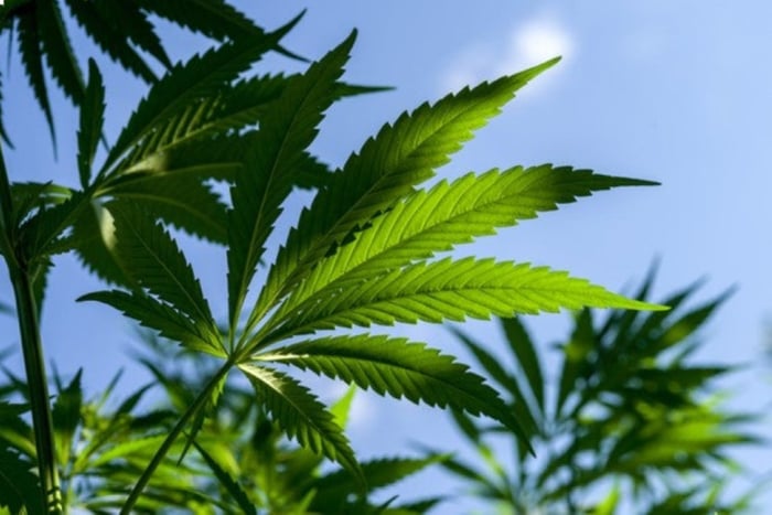 Tops of several cannabis plants with blue sky in background.