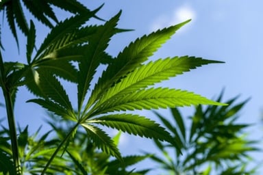 iipr stock iipr earnings best marijuana stocks cannabis stocks to buy 2021