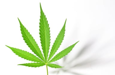 iipr stock iipr earnings q2 innovative industrial properties stock best marijuana stocks best cannabis stocks to buy 2021 is iipr stock a buy
