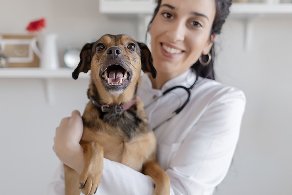 A veterinarian holding up a feisty small dog.