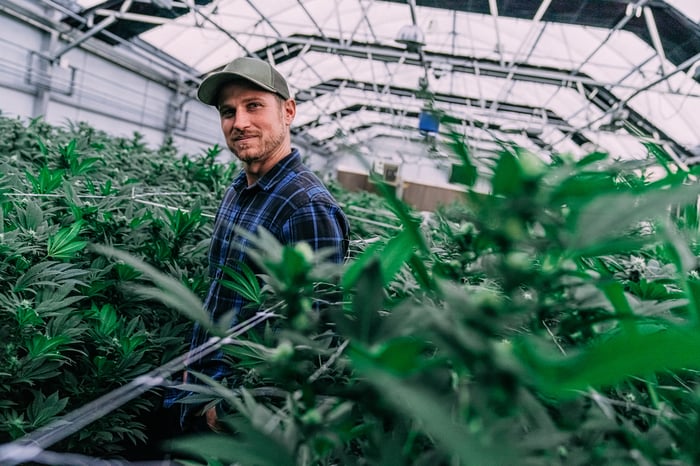 A man in a greenhouse nursery of Cannabis plants.