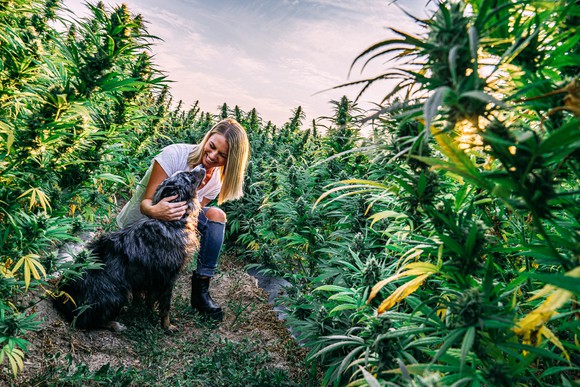 A person smiling at a dog in a cannabis field.