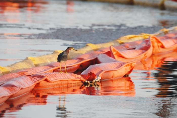 A green heron sitting on an oil boom placed to prevent oil from reaching wetlands in Alabama.